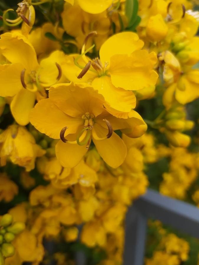 Cassia occidentalis flower
