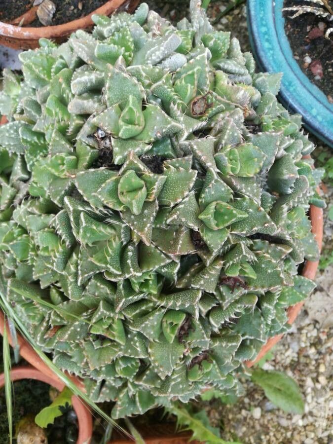 Saxifraga valdensis — search result for 'Saxifraga'
