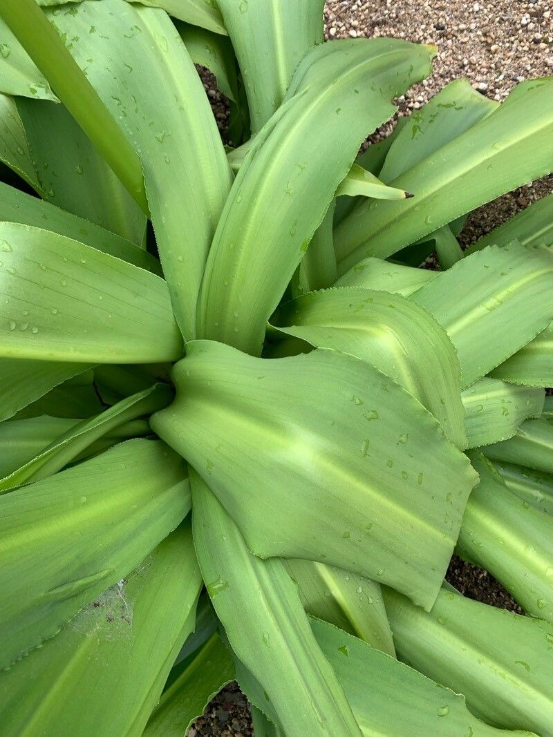Eucomis pallidiflora leaf