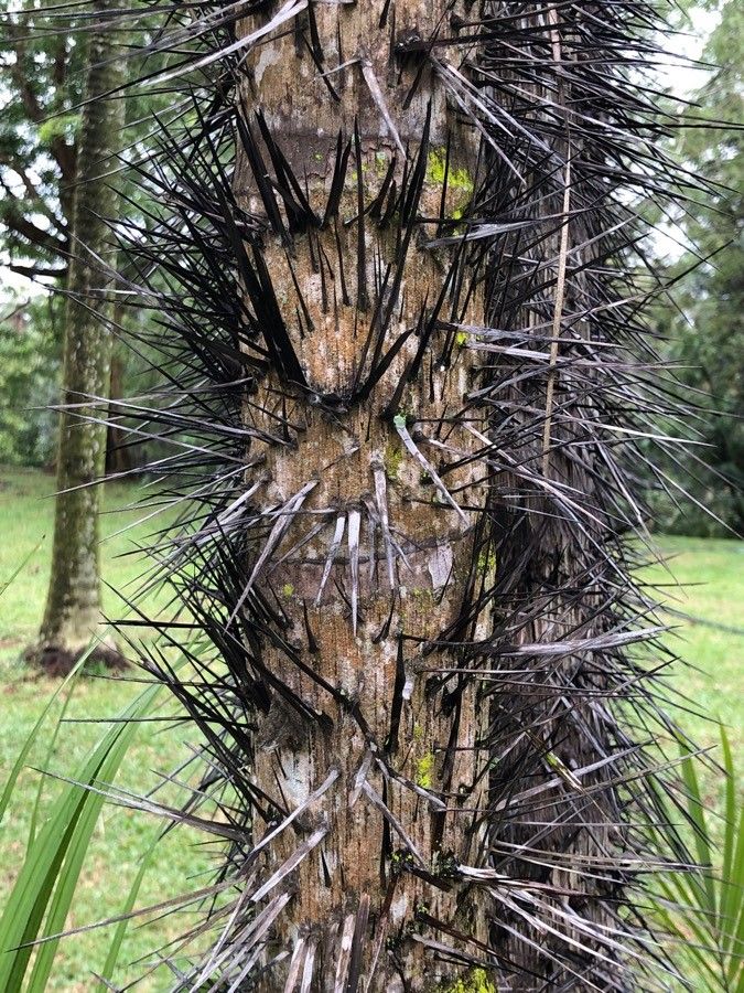 Oncosperma horridum bark