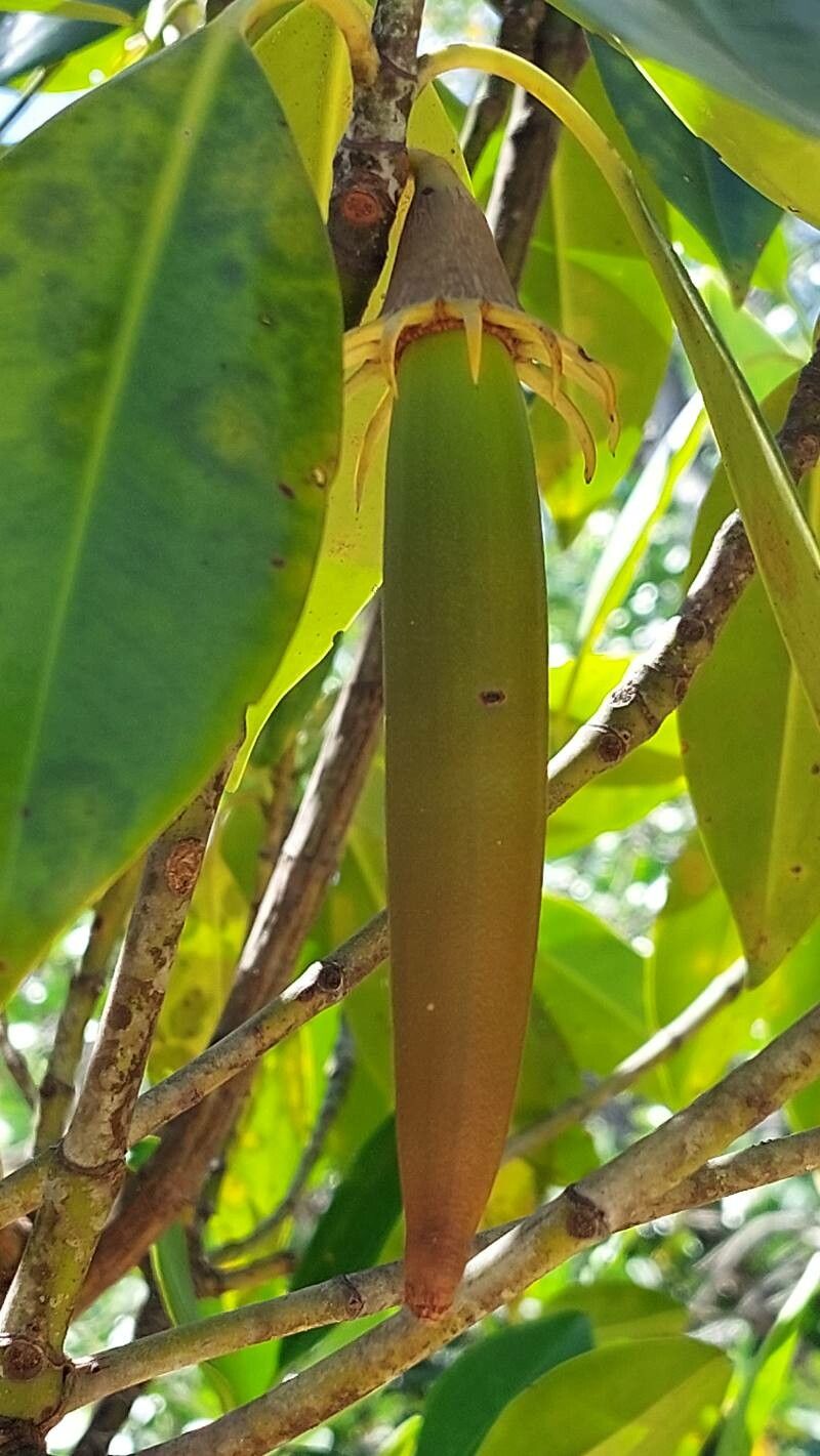 Bruguiera gymnorhiza fruit