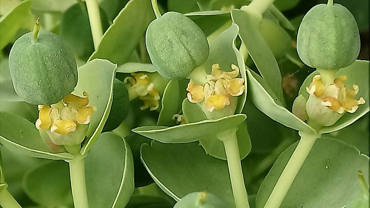 Euphorbia corsica flower