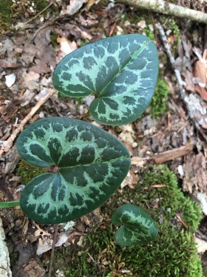 Hexastylis virginica — search result for 'Aristolochiaceae'