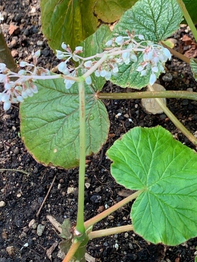 Begonia sericoneura — search result for 'Begonia'