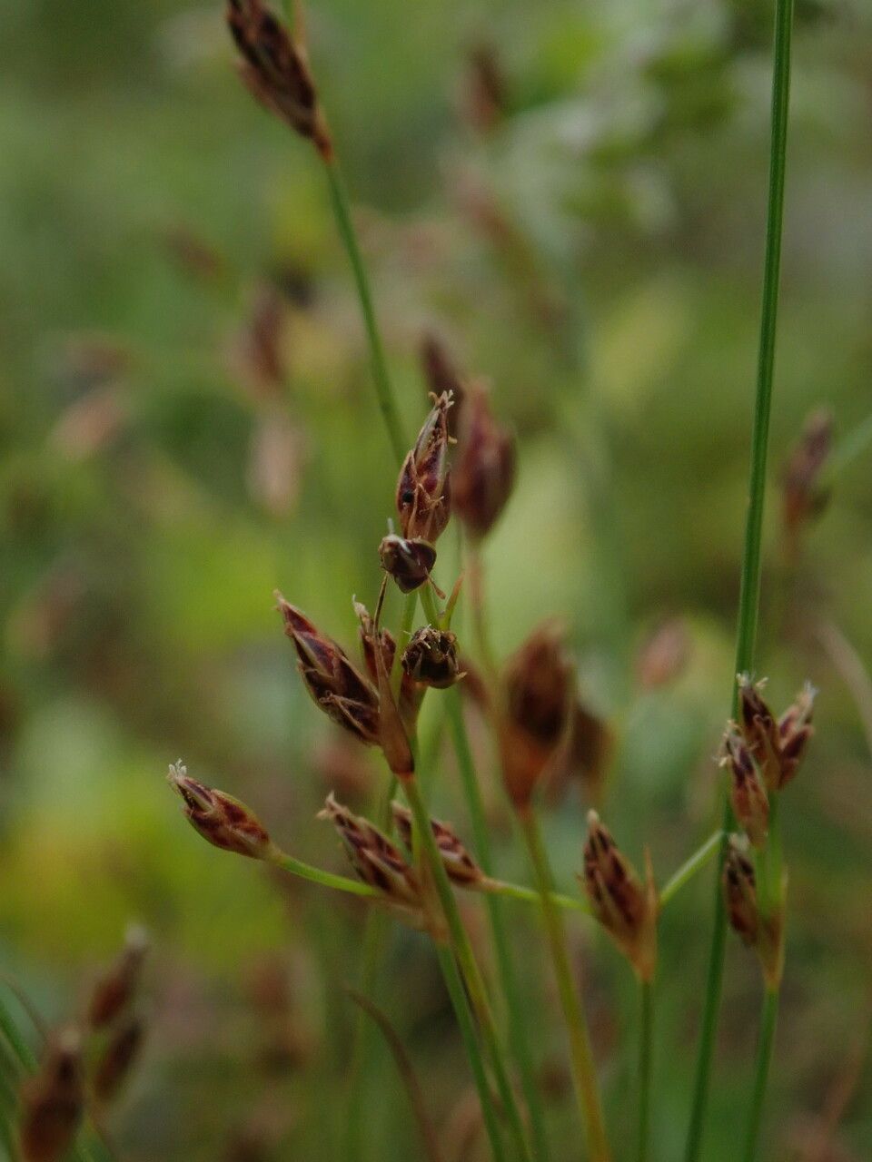 Bulbostylis densa — houseplant care guide