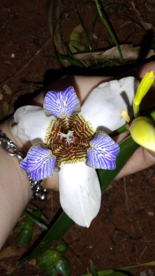 Neomarica gracilis — search result for 'Iridaceae'