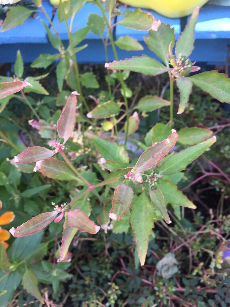 Euphorbia davidii flower