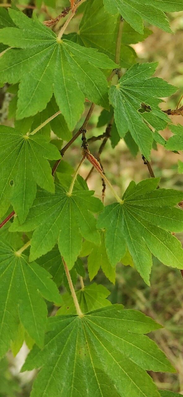 Acer sieboldianum — search result for 'Acer'