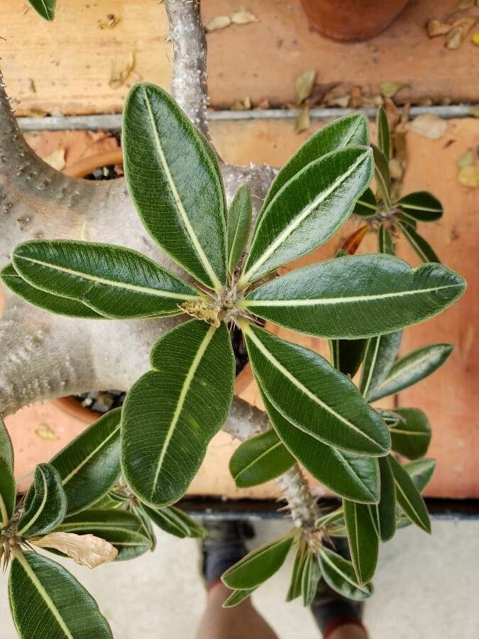 Pachypodium rosulatum — search result for 'Pachypodium'