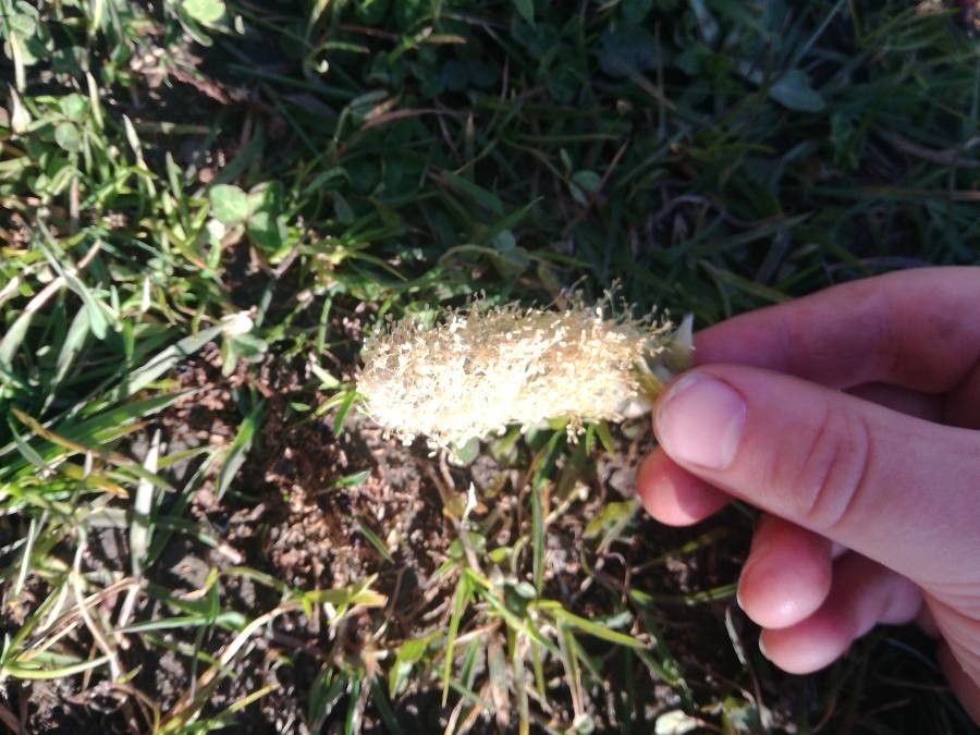 Xerophyllum tenax fruit