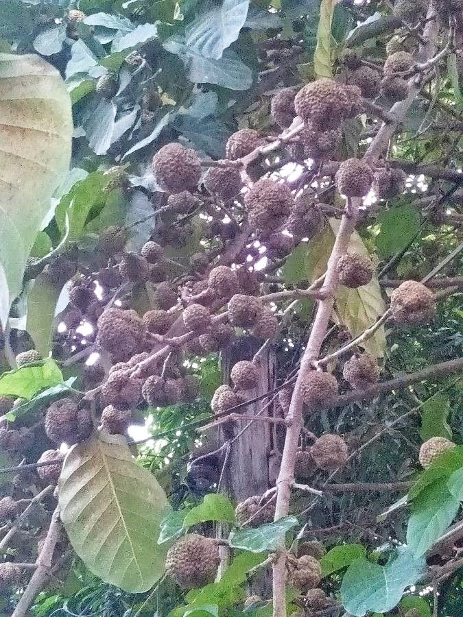 Nauclea orientalis fruit