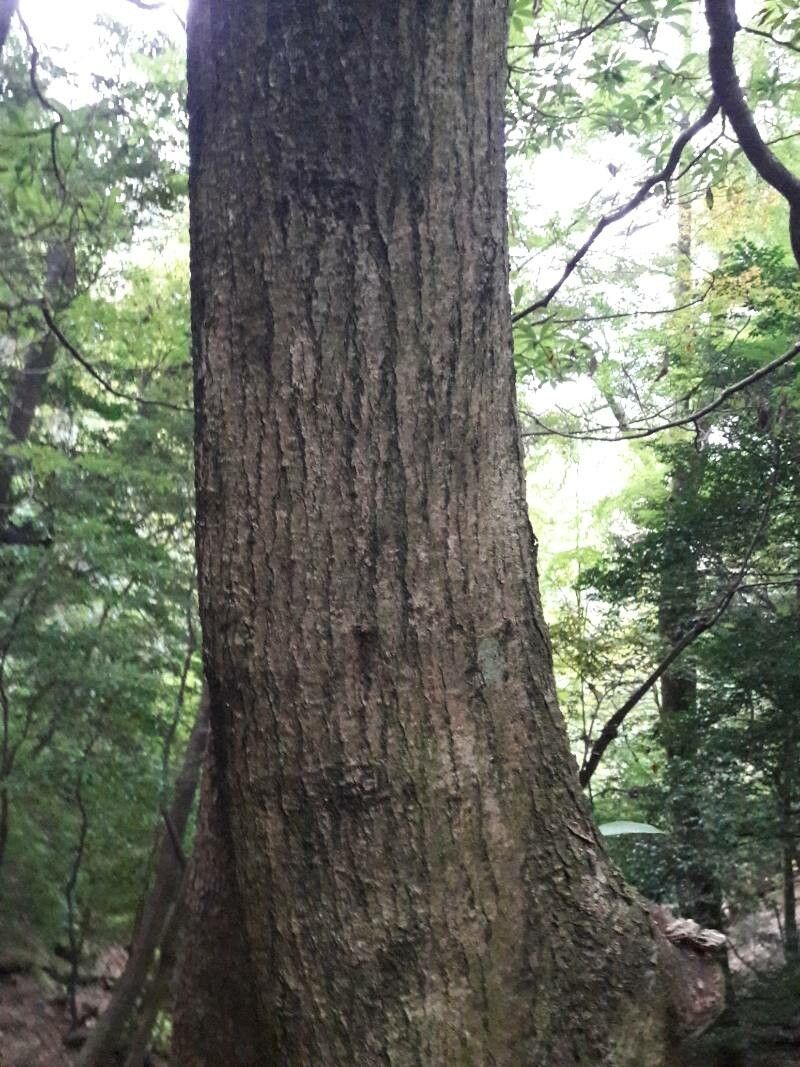 Persicaria japonica — houseplant care guide