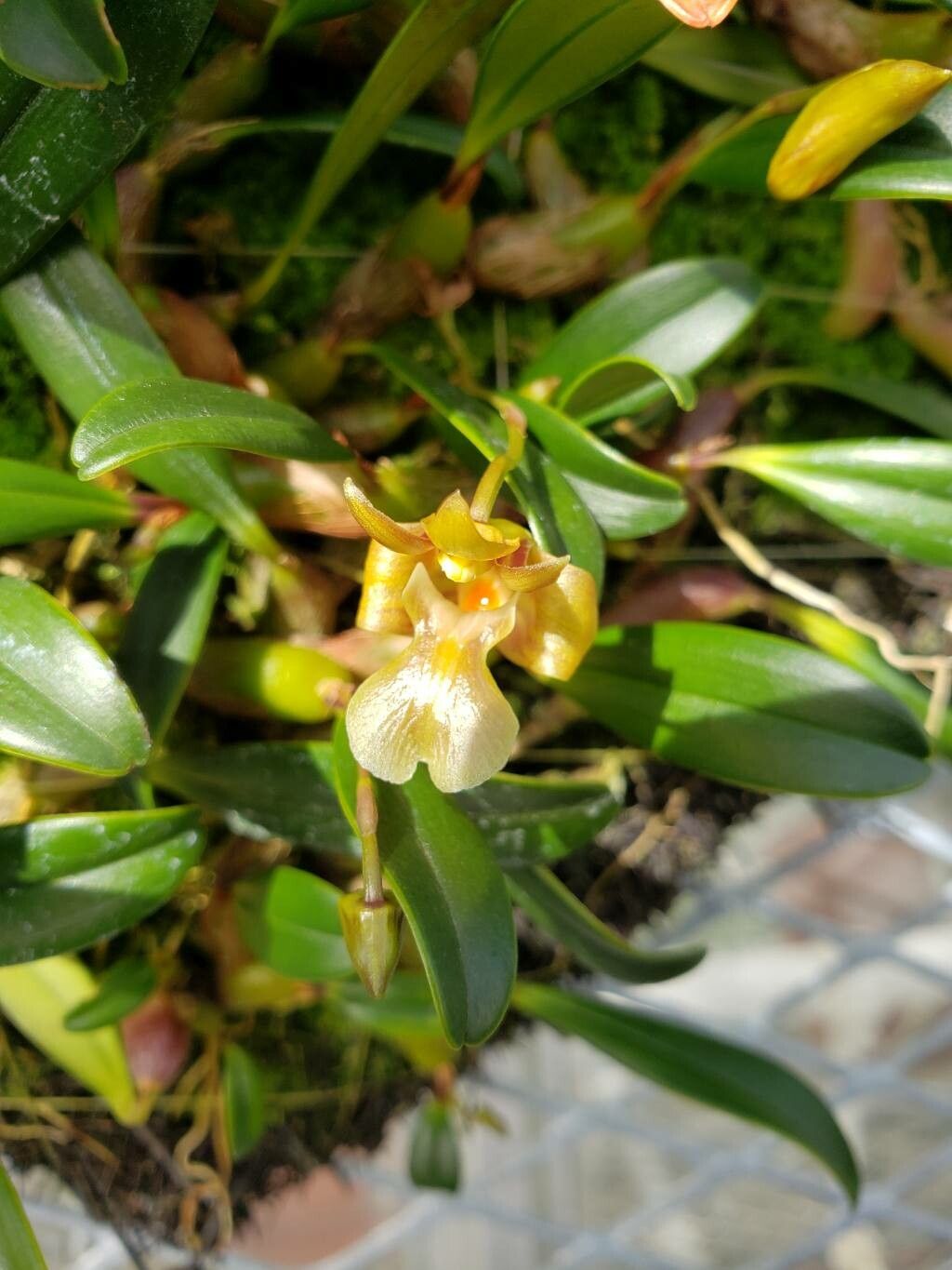 Dendrobium brunneum flower