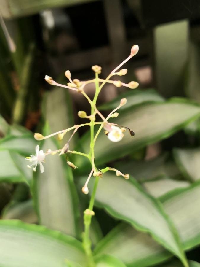 Murdannia loriformis flower