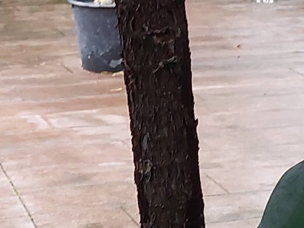 Ficus platypoda bark