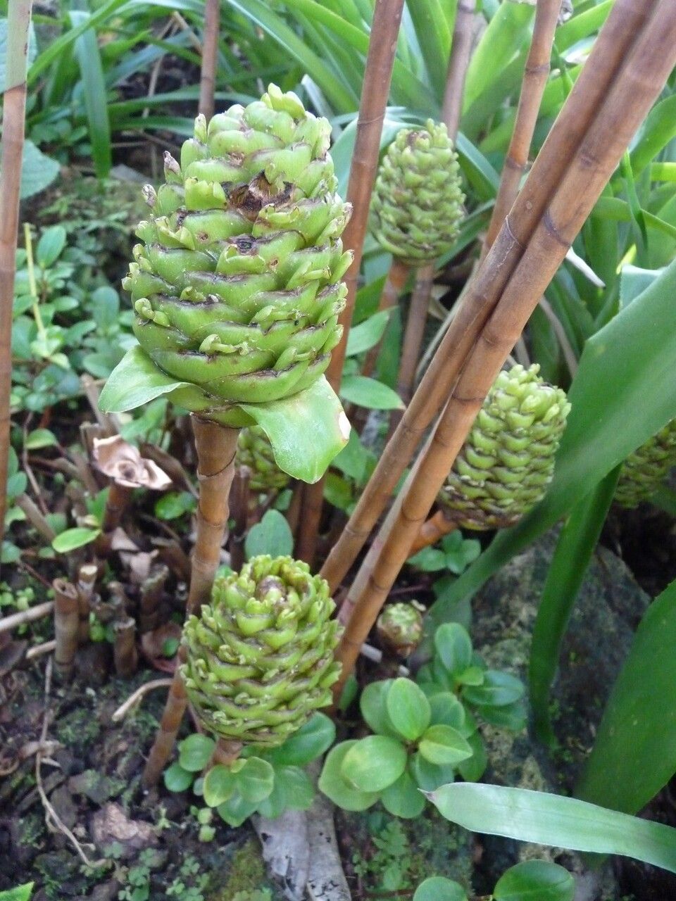 Costus megalobractea habit