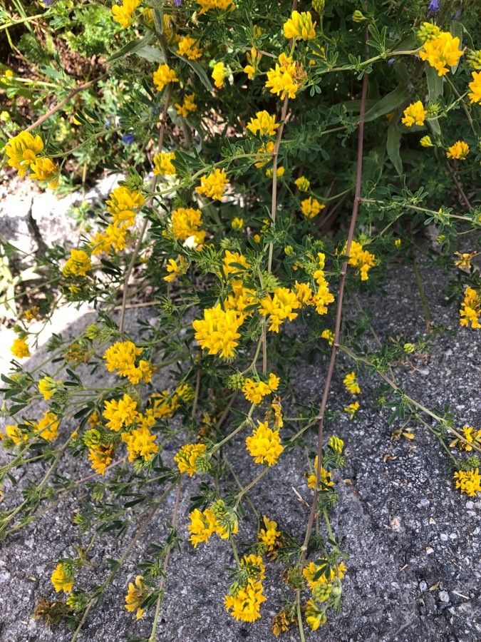 Cytisus ardoinoi flower