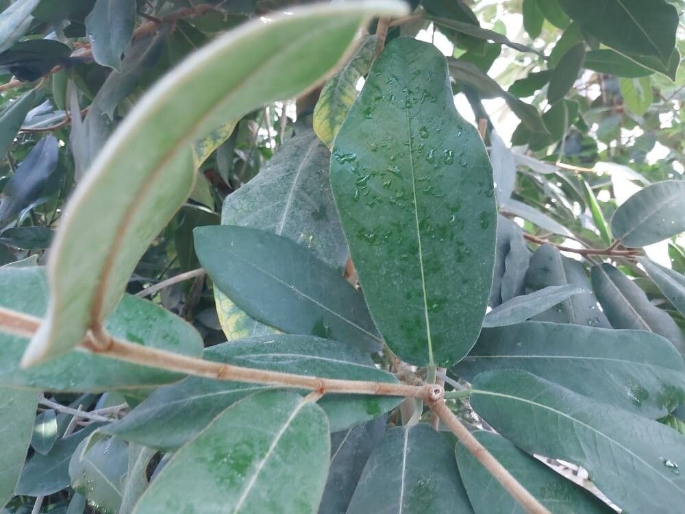 Ficus lapathifolia — houseplant care guide