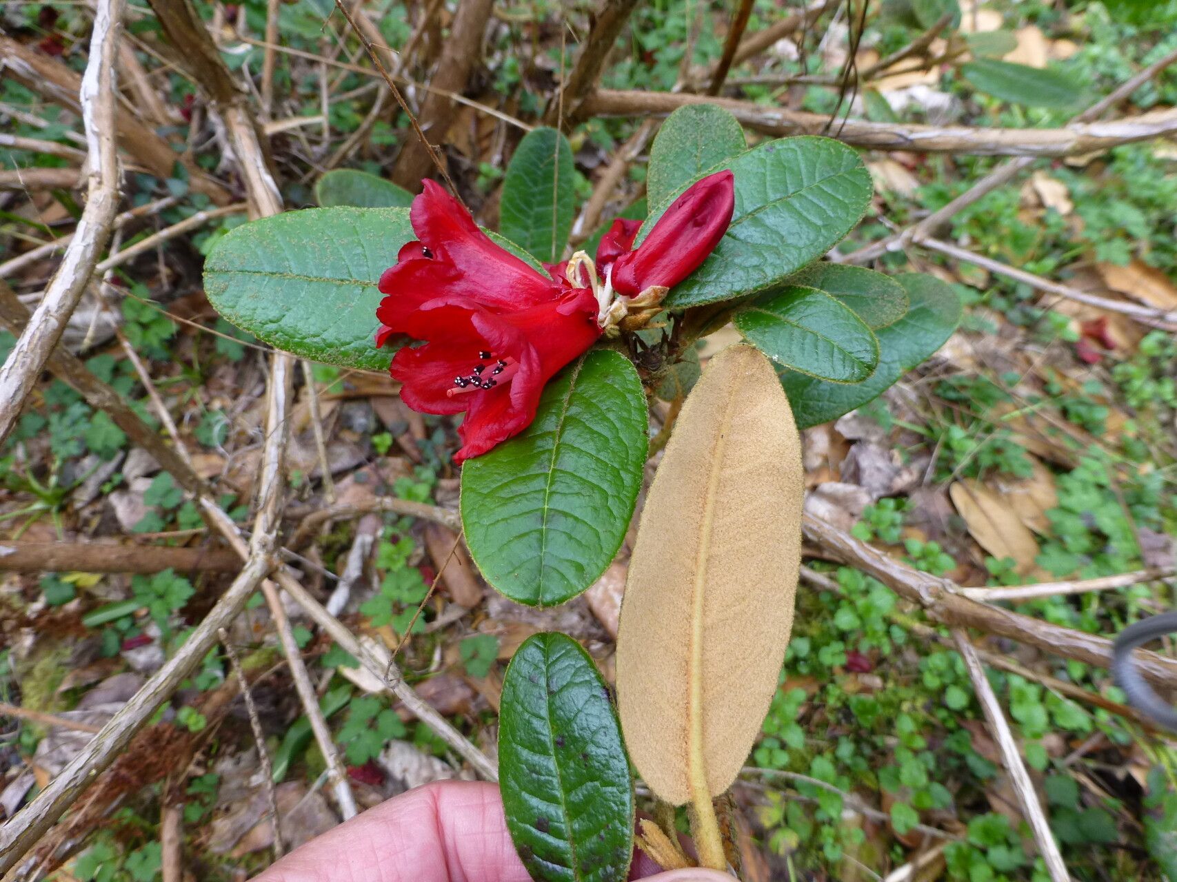Rhododendron piercei leaf