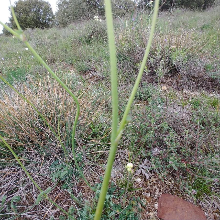 Thalictrum tuberosum bark