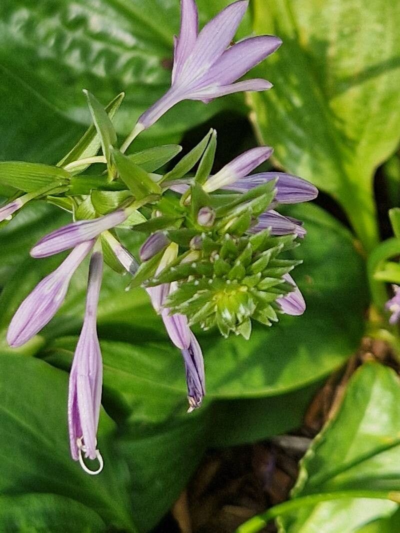 Hosta yingeri habit