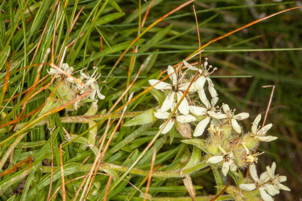 Saponaria lutea — search result for 'Saponaria'