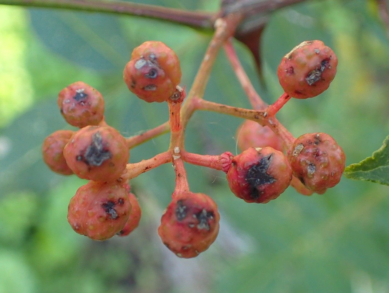 Zanthoxylum bungeanum fruit