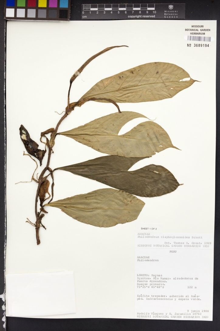 Philodendron elaphoglossoides — houseplant care guide