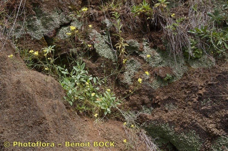 Diplotaxis glauca habit
