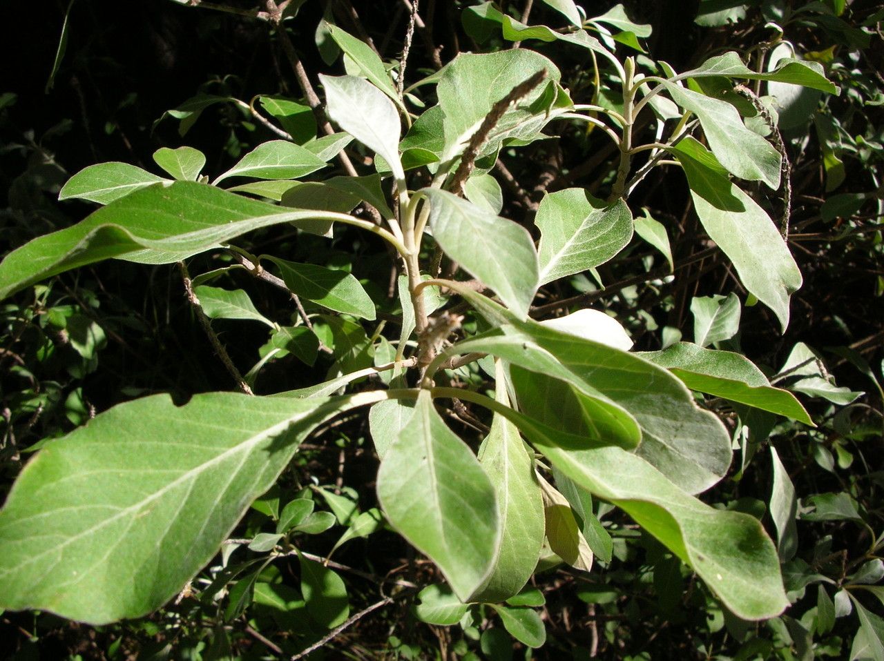 Achyranthes splendens leaf