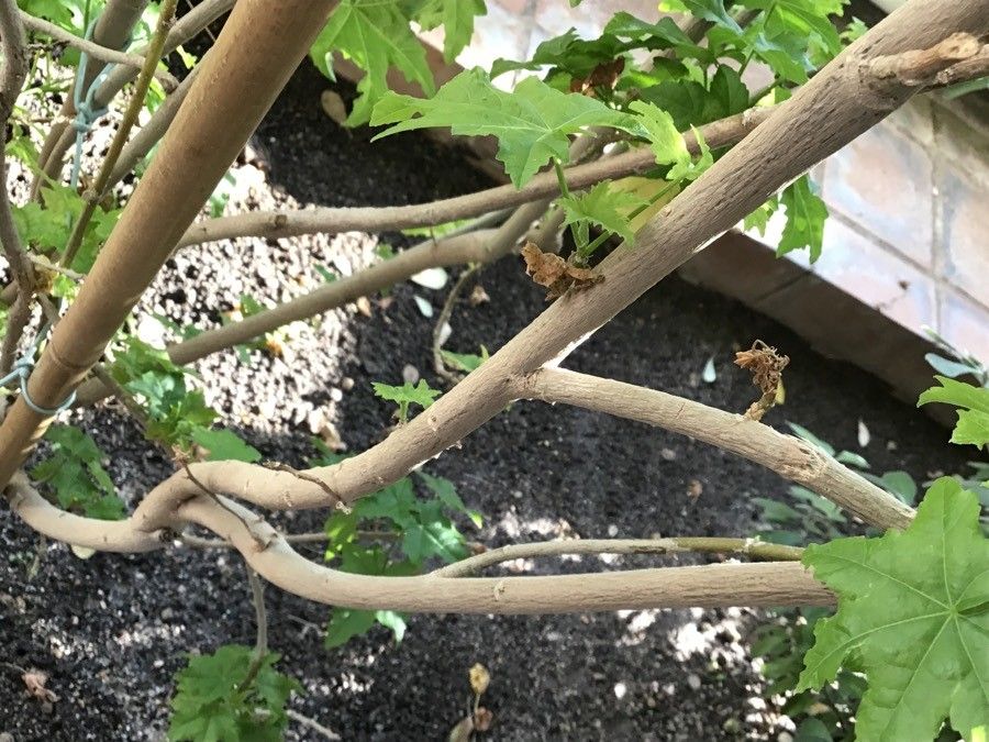 Malva canariensis bark