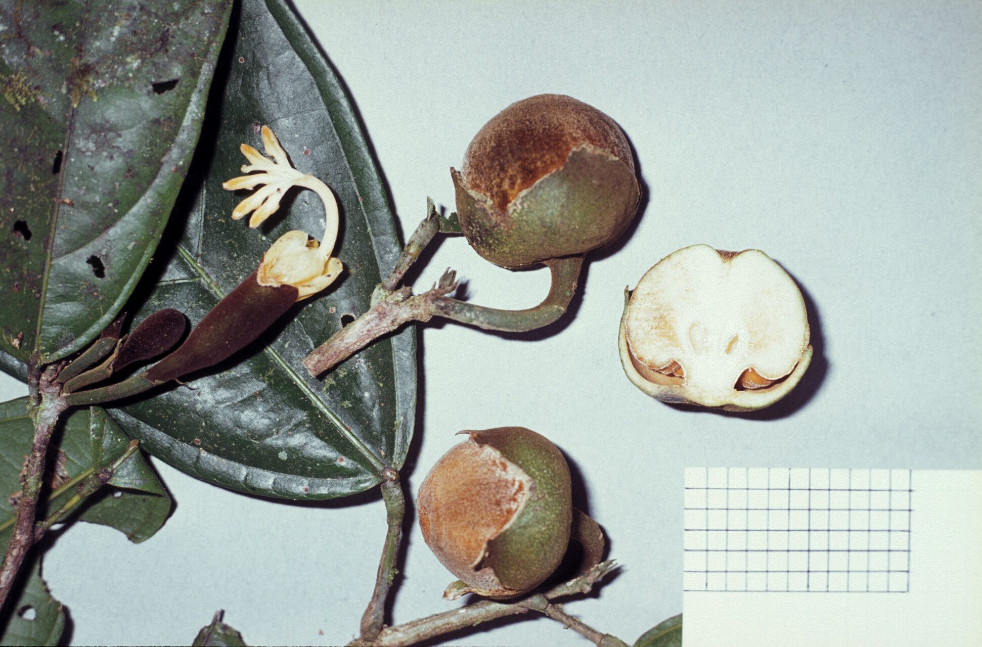 Quararibea lasiocalyx — search result for 'Quararibea'