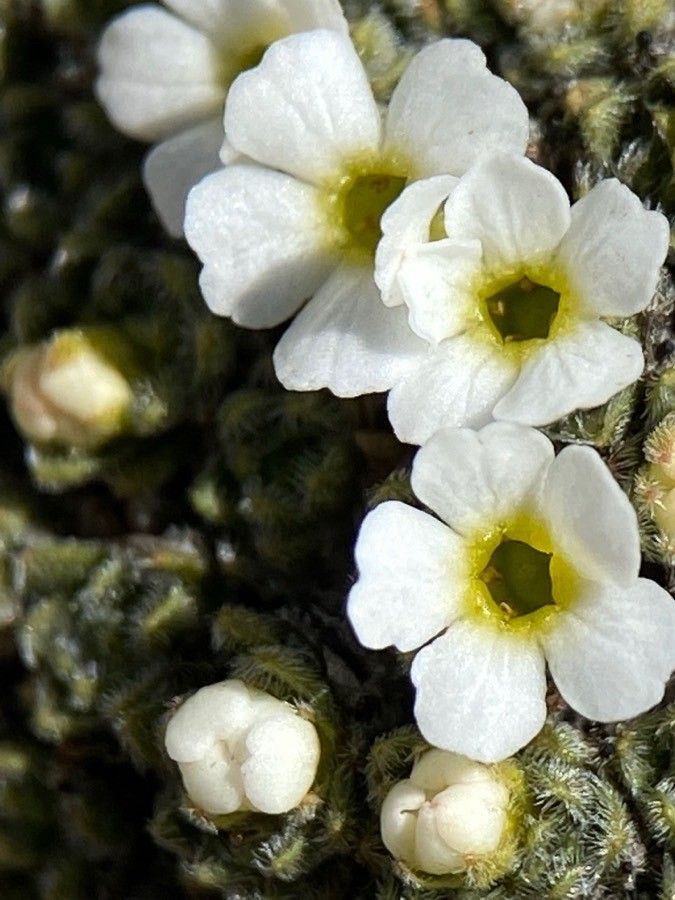 Androsace helvetica flower