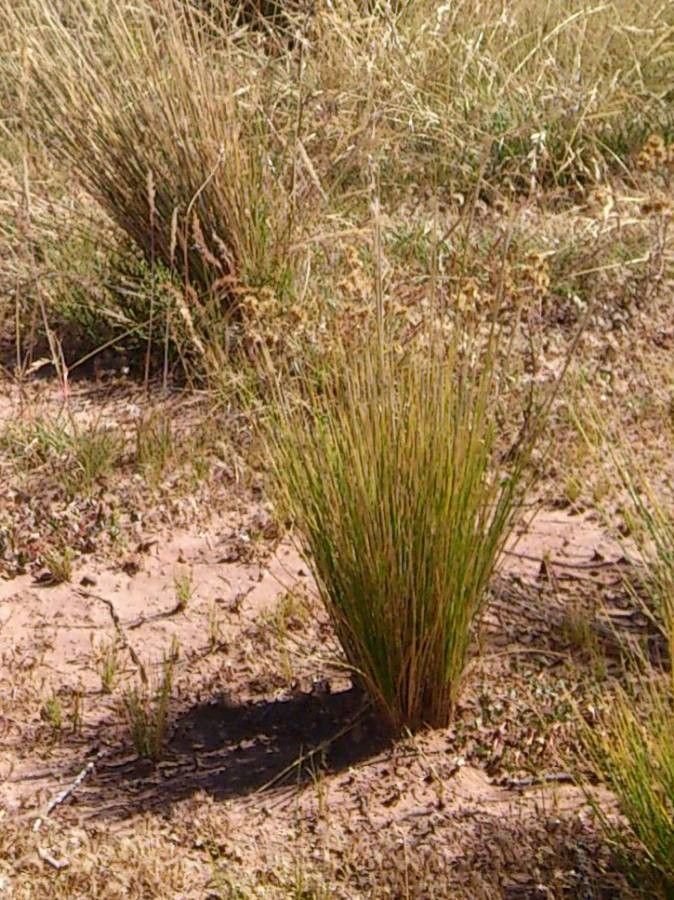 Festuca orthophylla habit