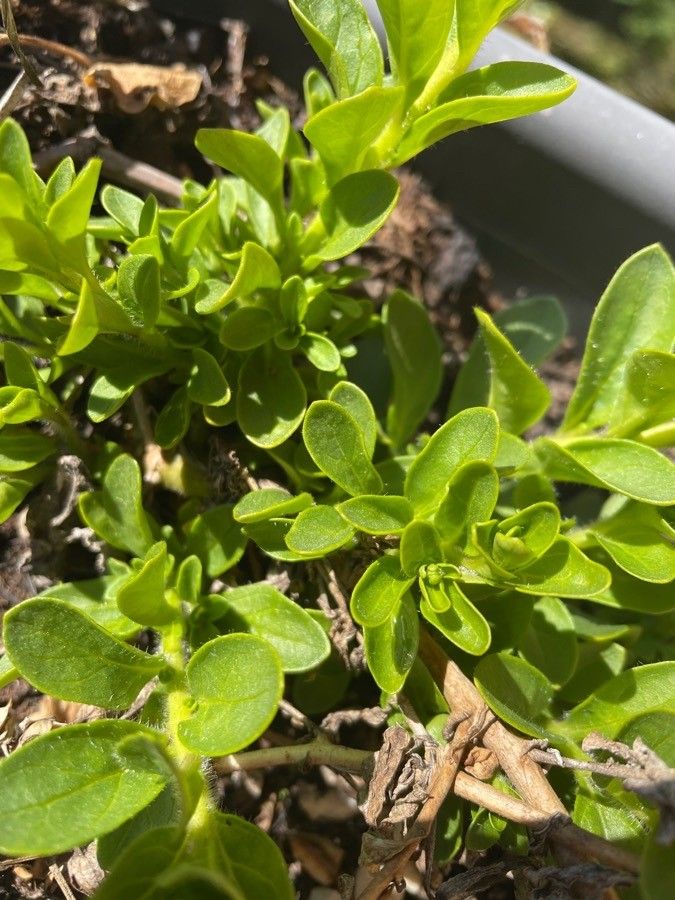 Penstemon davidsonii leaf