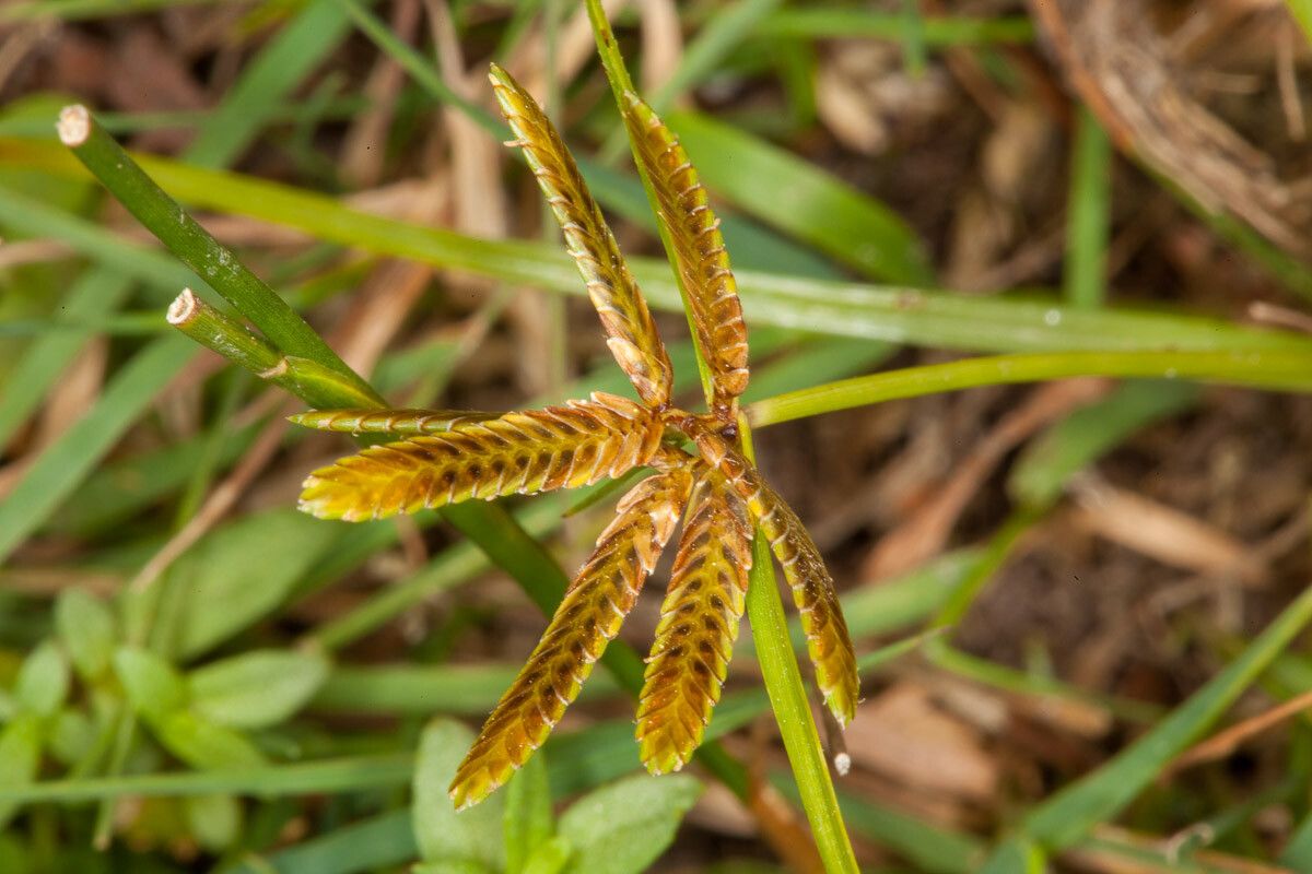Cyperus flavescens — search result for 'Cyperus'