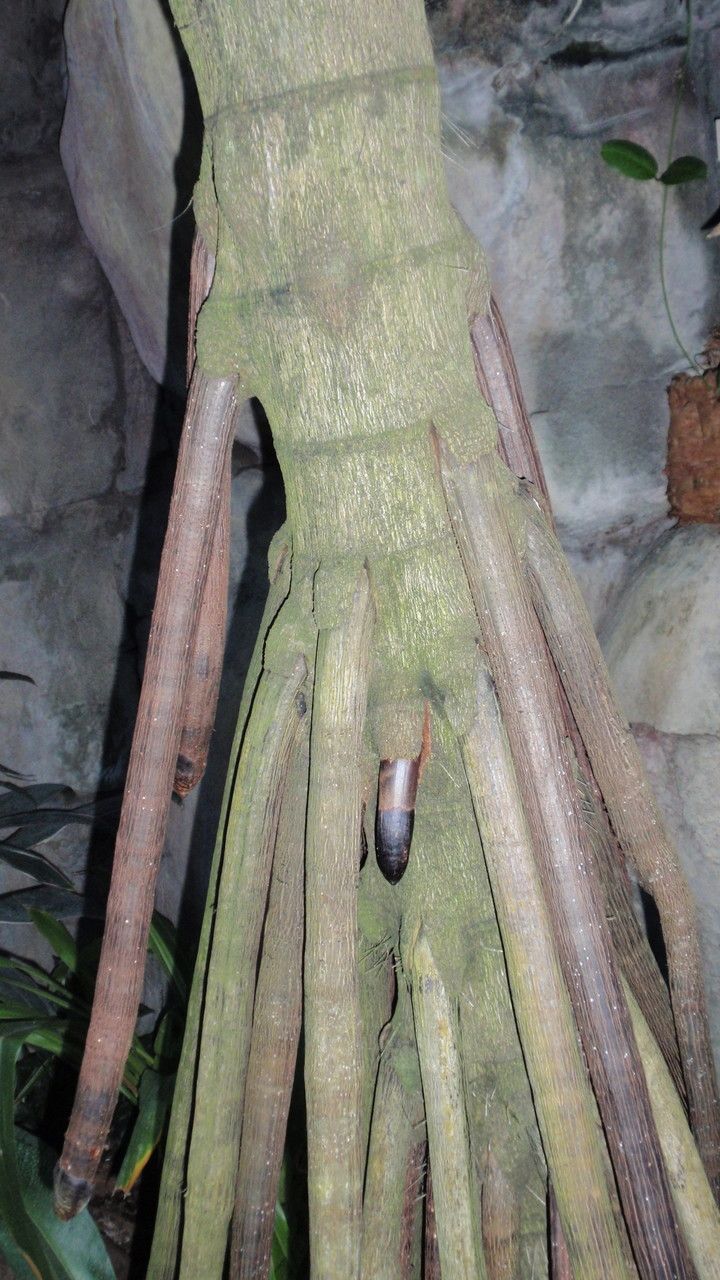 Verschaffeltia splendida bark