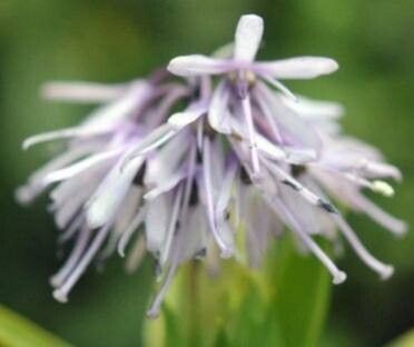 Helonias koreana — related species from the same genus