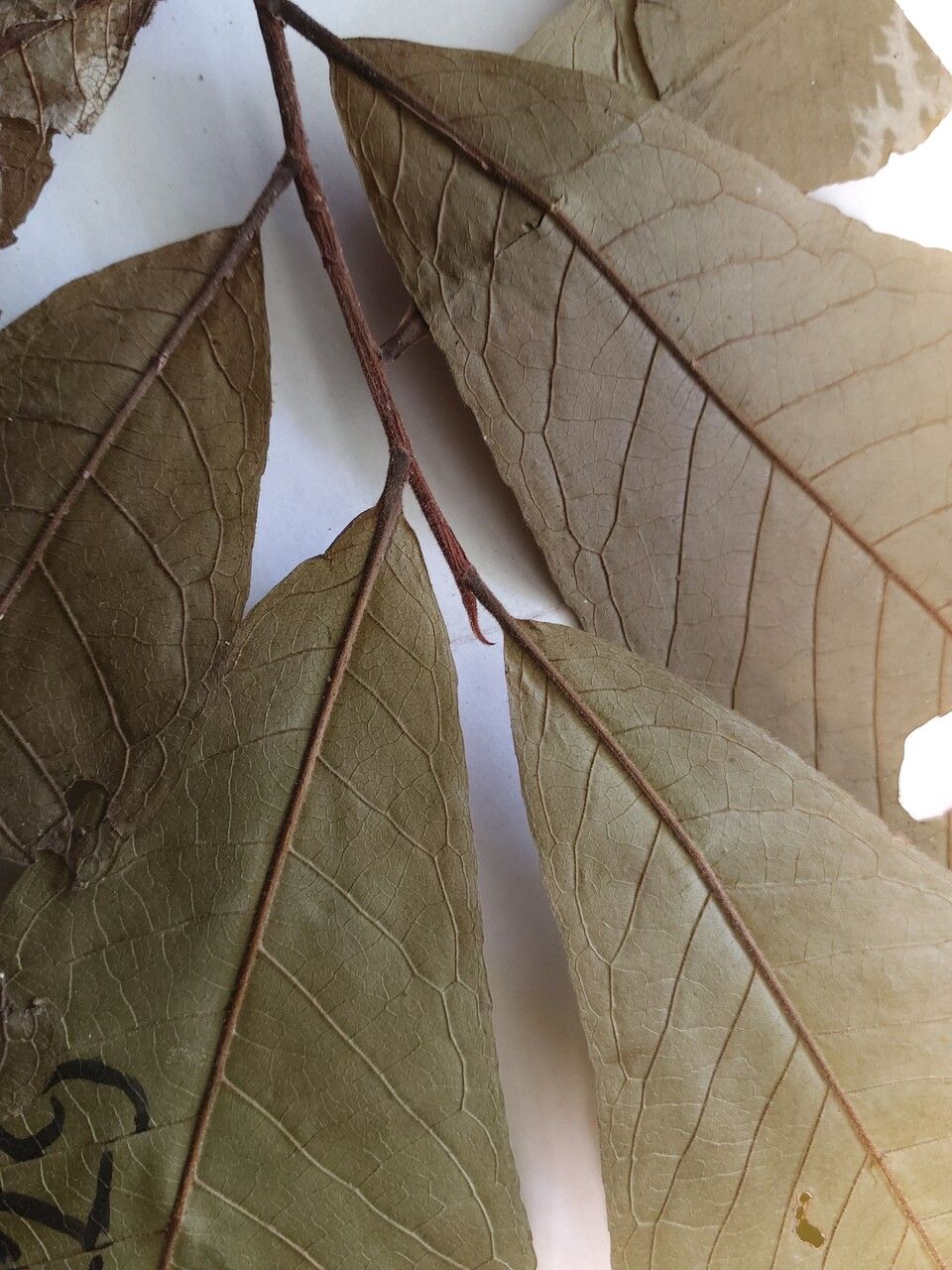 Couratari gloriosa leaf