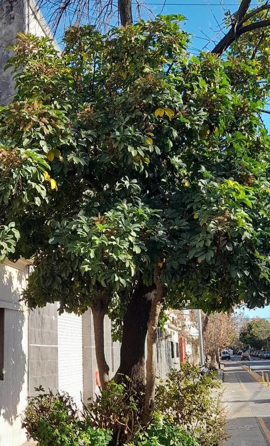 Schefflera heptaphylla habit