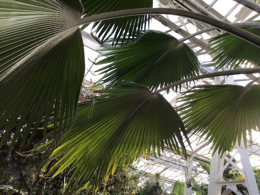 Pritchardia hillebrandii — related species from the same genus