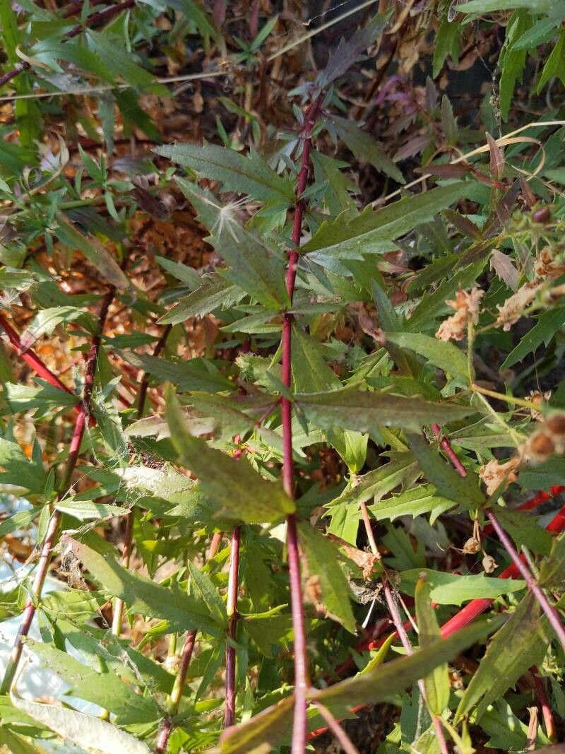 Penstemon richardsonii leaf