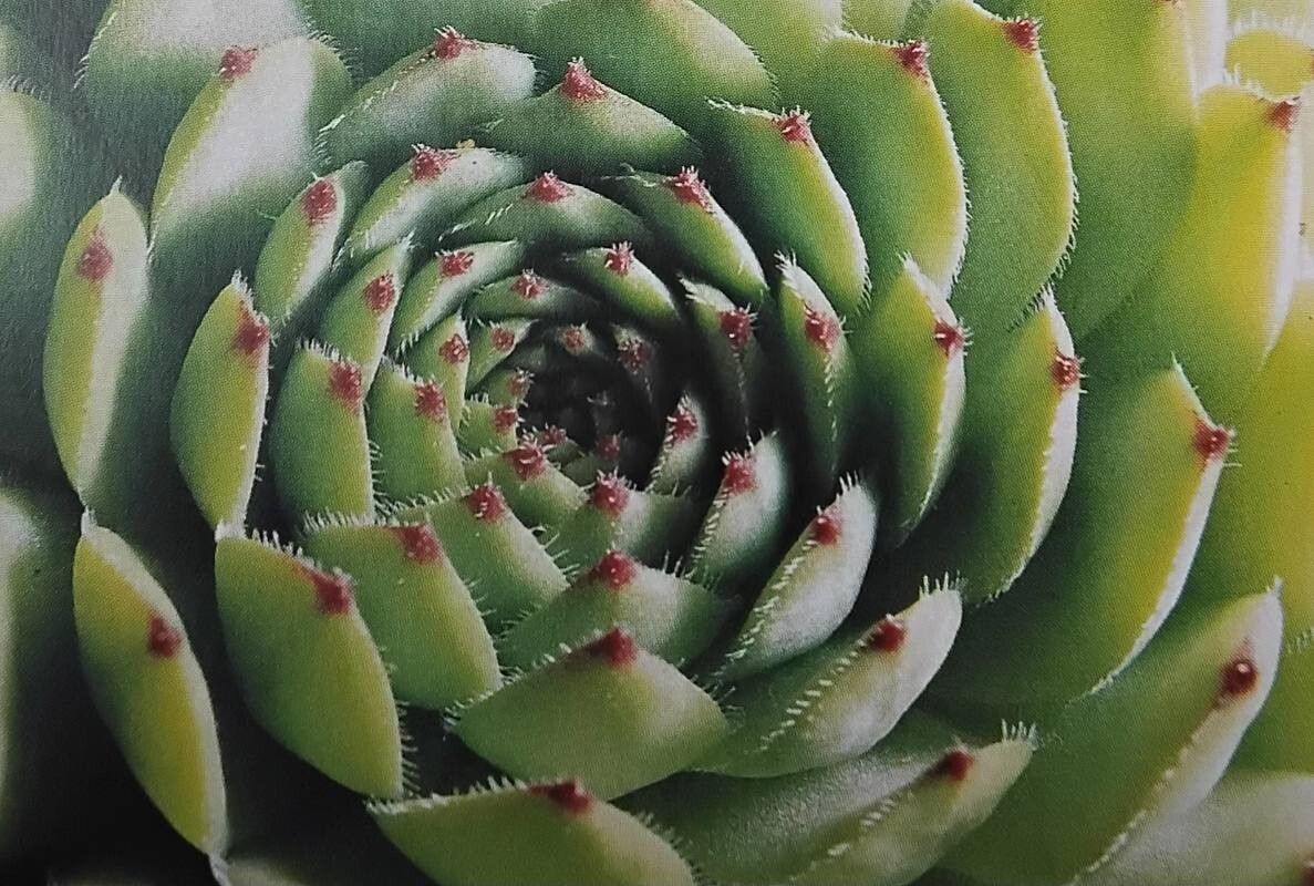 Sempervivum davisii — search result for 'Sempervivum'