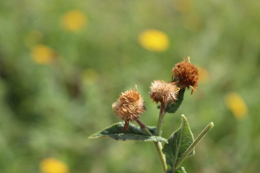 Pulicaria vulgaris fruit