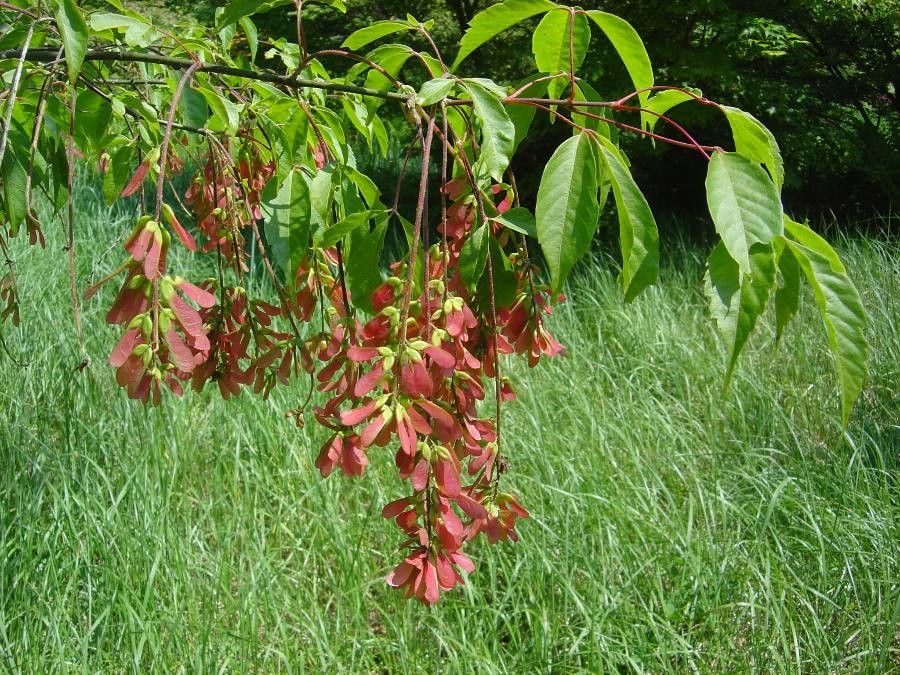 Acer henryi fruit