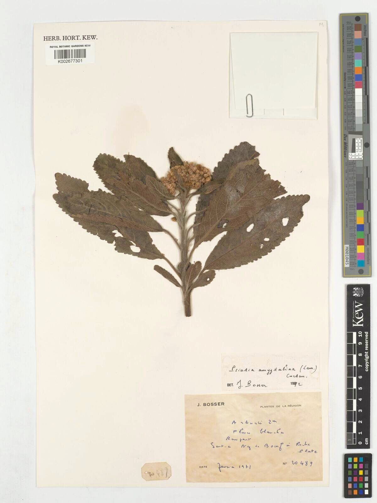 Psiadia amygdalina — related species from the same genus