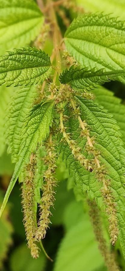 Boehmeria macrophylla flower