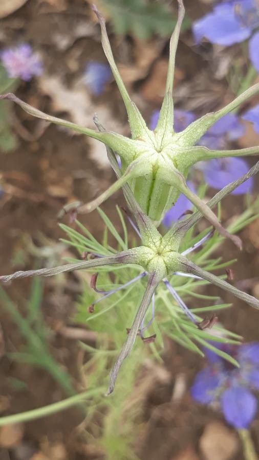Nigella hispanica fruit