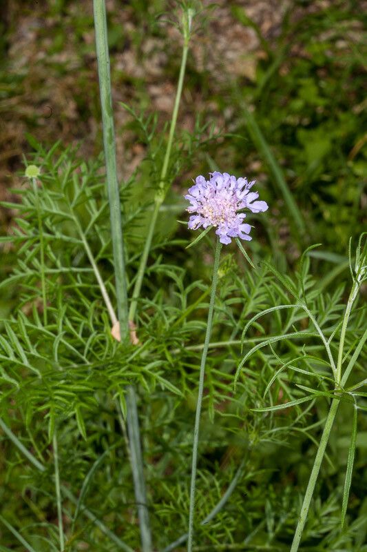Scabiosa triandra flower