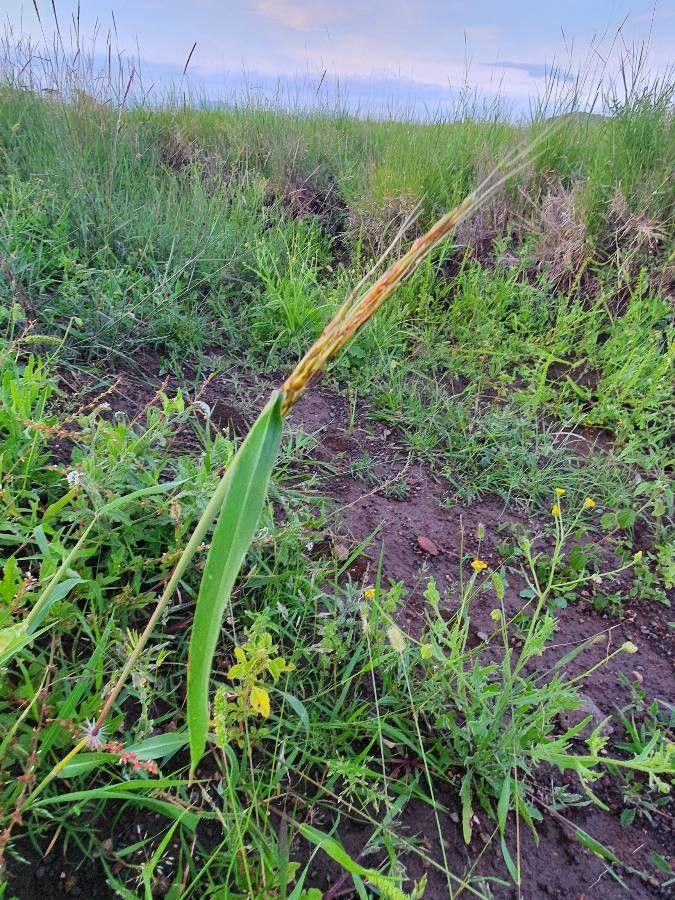 Sorghum purpureosericeum